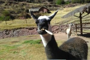 ollantaytambo2