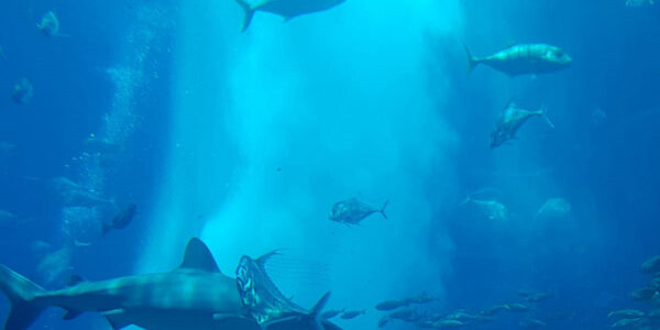 Aquario zoo subacqueo - Dubai