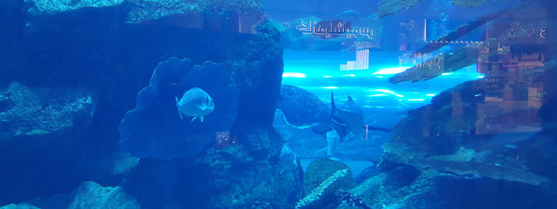 Aquario zoo subacqueo - Dubai